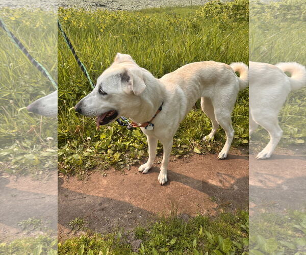 Medium Photo #9 Greyhound-Unknown Mix Puppy For Sale in Minneapolis, MN, USA