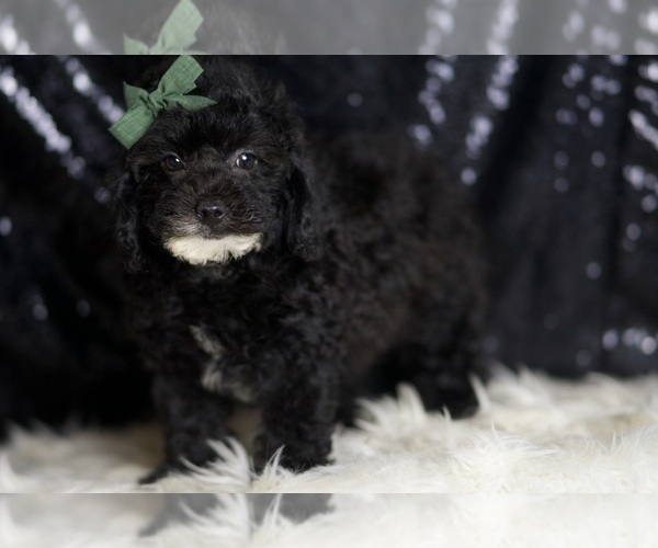 Medium Photo #4 Poodle (Toy) Puppy For Sale in WARSAW, IN, USA