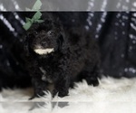 Small #3 Poodle (Toy)