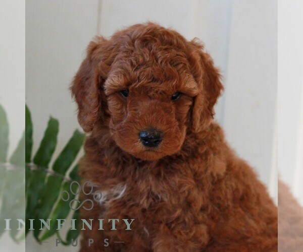 Medium Photo #1 Goldendoodle (Miniature) Puppy For Sale in LANCASTER, PA, USA