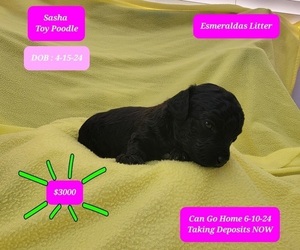 Poodle (Toy) Puppy for sale in TUCSON, AZ, USA
