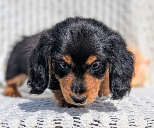 Medium Photo #13 Dachshund Puppy For Sale in GOSHEN, IN, USA