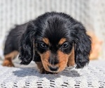 Small Photo #27 Dachshund Puppy For Sale in GOSHEN, IN, USA
