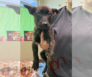 Storm (NY-Emily) - Male Mutt Dog for Adoption