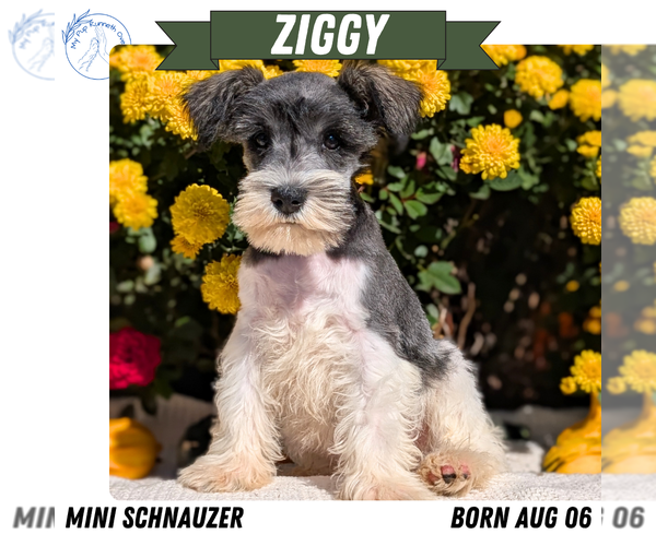 Medium Photo #7 Schnauzer (Miniature) Puppy For Sale in GOSHEN, IN, USA