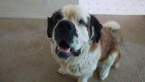 Small Photo #1 Saint Bernard Puppy For Sale in DESERT HOT SPRINGS, CA, USA