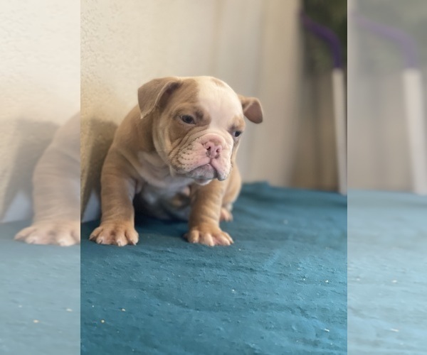 Medium Photo #3 English Bulldog Puppy For Sale in LANCASTER, CA, USA
