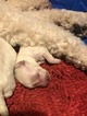Small Photo #7 Double Doodle Puppy For Sale in TINGLEY, IA, USA