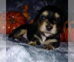 Small Photo #1 Dachshund Puppy For Sale in FEDERAL HEIGHTS, CO, USA