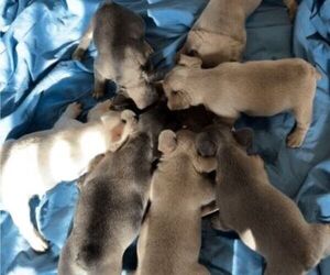 French Bulldog Litter for sale in COLORADO SPRINGS, CO, USA