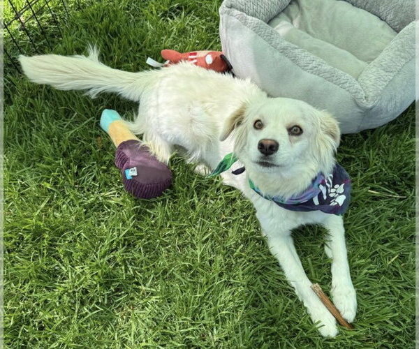 Medium Photo #4 Canadian Eskimo Dog-Colonial Cocker Spaniel Mix Puppy For Sale in Lake Elsinore, CA, USA