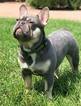 Small Photo #10 French Bulldog Puppy For Sale in AURORA, TX, USA