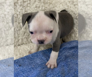 Faux Frenchbo Bulldog Puppy for sale in CRKD RVR RNCH, OR, USA