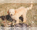 Small Photo #15 Goldendoodle Puppy For Sale in CARLOCK, IL, USA