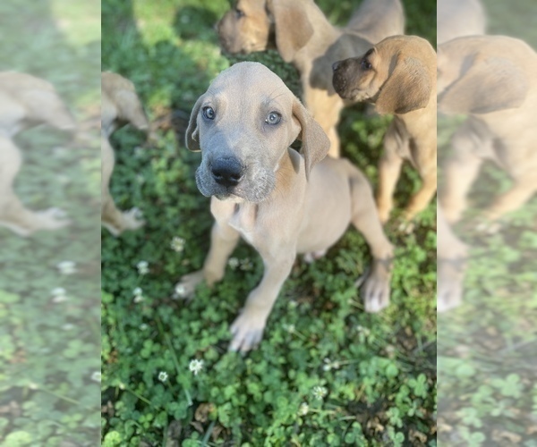 Medium Photo #4 Great Dane Puppy For Sale in CLOVER, SC, USA