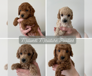 Poodle (Miniature) Puppy for sale in SEDALIA, MO, USA