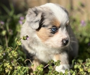 Miniature Australian Shepherd Puppy for sale in WORTHAM, TX, USA