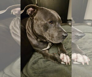 Lou - Male Mutt Dog for Adoption - Photo #7