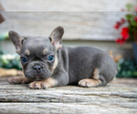 Small Photo #3 French Bulldog Puppy For Sale in BALTIC, OH, USA