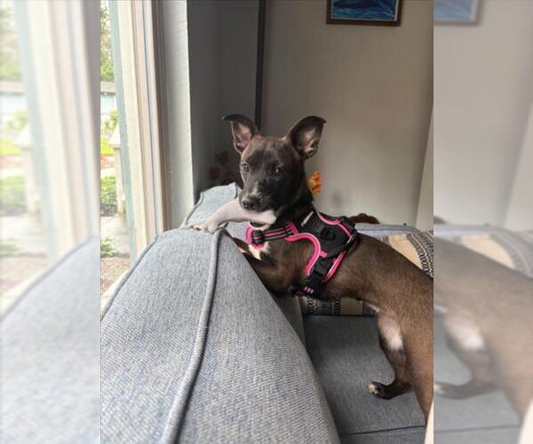 Medium Photo #1 Chihuahua-Unknown Mix Puppy For Sale in Santa Cruz, CA, USA