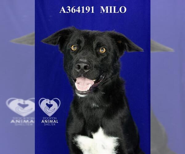 Medium Photo #2 Border Collie-Unknown Mix Puppy For Sale in Stockton, CA, USA