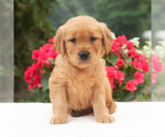 Small #3 Golden Retriever