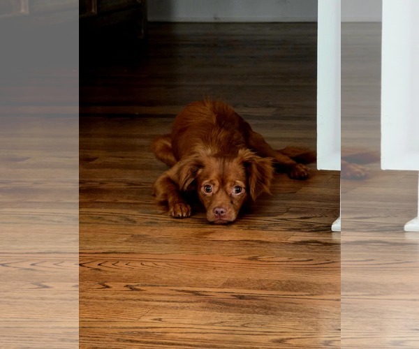 Medium Photo #7 Chiranian Puppy For Sale in Greenville, SC, USA