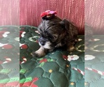 Puppy Pink Red bow Yorkshire Terrier
