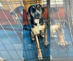 Small Photo #6 Greater Swiss Mountain Dog-Unknown Mix Puppy For Sale in Minneapolis, MN, USA
