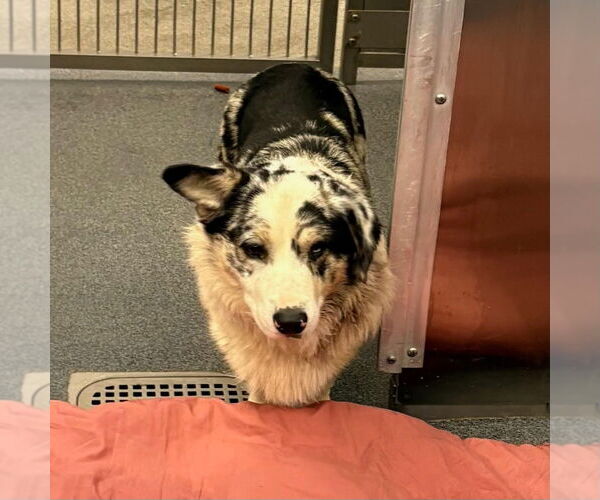 Medium Photo #2 Mutt Puppy For Sale in Canton, CT, USA