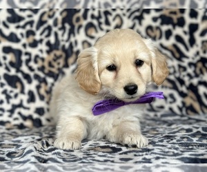Goldendoodle (Miniature) Puppy for sale in LANCASTER, PA, USA
