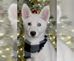 Puppy Jupiter Siberian Husky