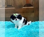 Small #3 Japanese Chin