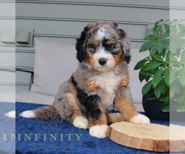 Medium Photo #1 Bernedoodle (Miniature) Puppy For Sale in NARVON, PA, USA
