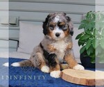 Small Bernedoodle (Miniature)