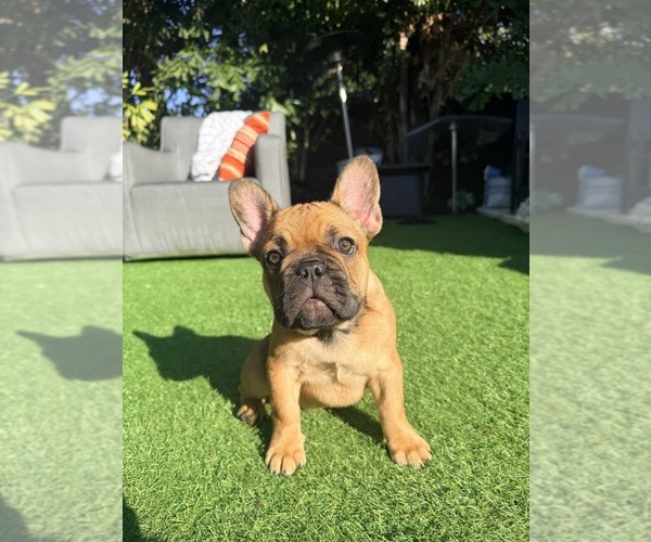 Medium Photo #4 French Bulldog Puppy For Sale in TAMPA, FL, USA