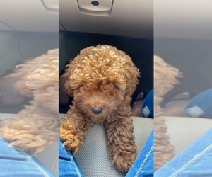 Poodle (Toy) Puppy for sale in TAMPA, FL, USA