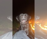 Small #1 Cane Corso