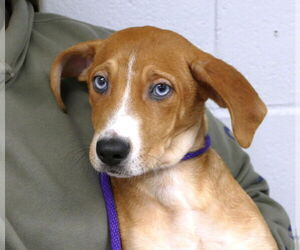 Mutt Dogs for adoption in Pittsburgh, PA, USA