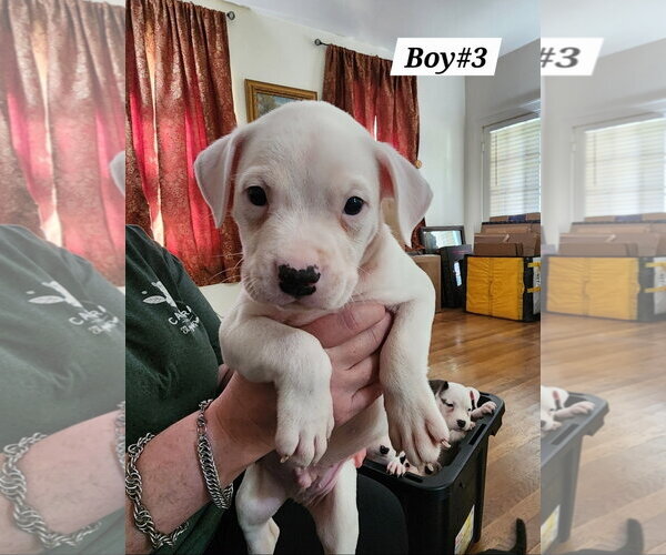 Medium Photo #1 American Pit Bull Terrier-American Staffordshire Terrier Mix Puppy For Sale in Chester, VA, USA