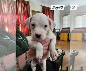 American Pit Bull Terrier-American Staffordshire Terrier Mix Dogs for adoption in Chester, VA, USA