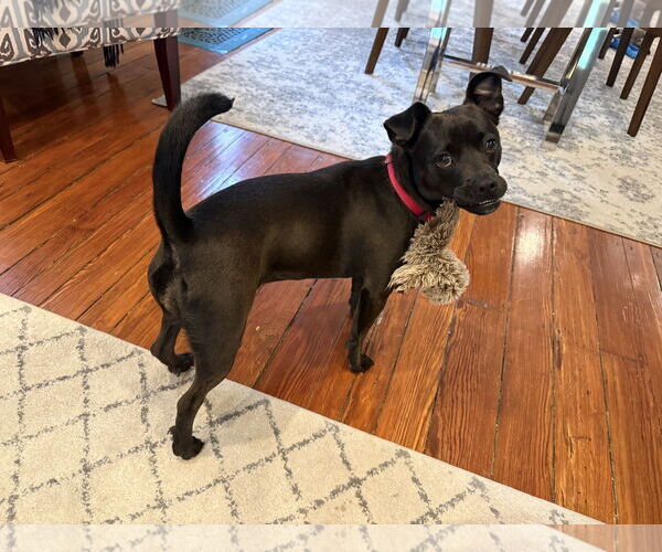 Medium Photo #10 Mutt Puppy For Sale in Philadelphia, PA, USA