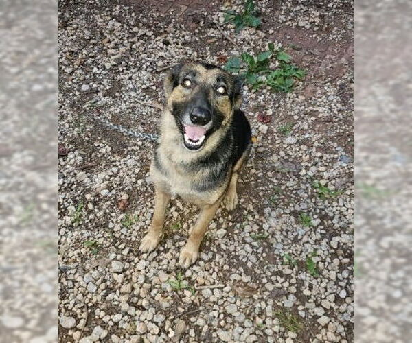 Medium Photo #2 German Shepherd Dog Puppy For Sale in Rocky Point, NC, USA
