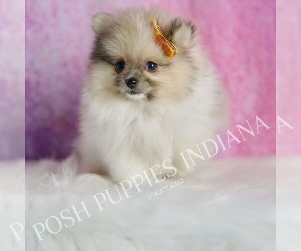Medium Photo #4 Pomeranian Puppy For Sale in WARSAW, IN, USA