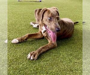 American Staffordshire Terrier-Unknown Mix Dogs for adoption in Waco, TX, USA