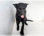 Small #1 German Shepherd Dog Mix