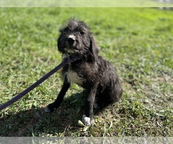 Medium Photo #1 Labradoodle Puppy For Sale in NEOLA, WV, USA
