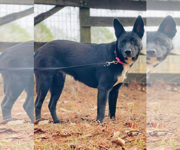 Medium Photo #3 Australian Kelpie-Unknown Mix Puppy For Sale in Social Circle, GA, USA