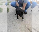 Puppy 2 American Bully-Cane Corso Mix