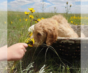 Goldendoodle Puppy for sale in PEYTON, CO, USA